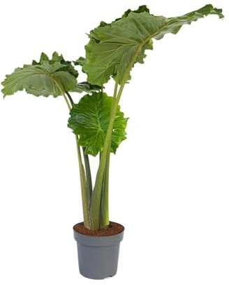 Plant in a Box - Alocasia 'Portodora' - XXL Zimmerpflanze - Topf 32cm - Höhe 110-120cm