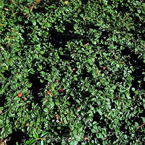 10x Zwergmispel Eichholz 15-20cm - Cotoneaster dammeri