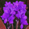 Winterhart Canna,Canna Pflanze Knolle,Pflegeleichte Gartenbepflanzung Im Freien Winterhart Zwiebeln,Blumenzwiebeln MehrjäHrig，Winterhart Indisches Blumenrohr Canna-1knollen-E