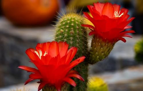 Nuovi semi di fiori di cactus freschi 100 pezzi per piantare rosso