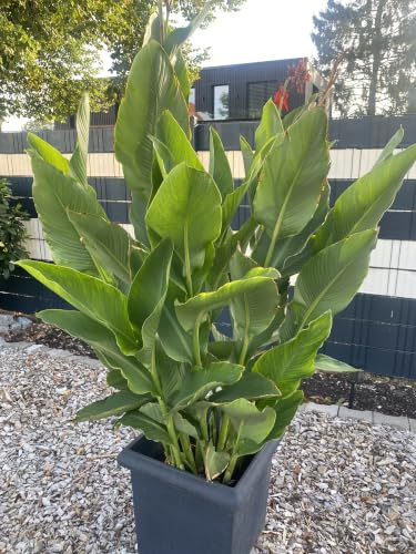 Amaryllis rara/Amaryllis doppia a petalo singolo/Forma unica/Decorazione da balcone per principianti-1 PCS-I
