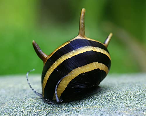 Schnecken Geweihschnecke Black & Gold - Clithon diadema - Frauen - Erwachsene - 1 stück (1er Pack)
