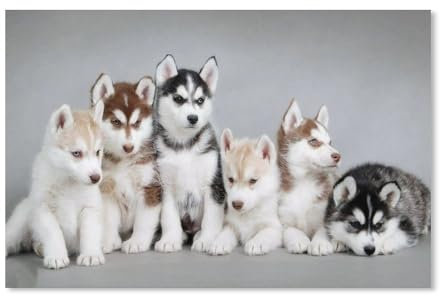 BEAYODKP Peinture par Numéro，Un Groupe De Mignons Petits Chiens Husky，Peinture par Numéro pour Enfants, Débutants Bricolage Peinture à l'huile Livrée avec Peinture et Pinceau（50x60cm）-D51