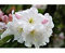 50 Semi FORTUNE RODODENDRO Fortunei Arbusto Rose Pink Mauve fiore bianco