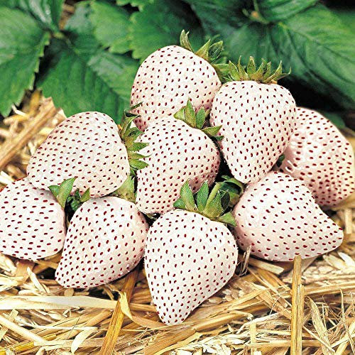 Strawberry Potted Hardy Garden Plant, White Strawberries, Tasty Edible Fruit in Summer, Easy to Grow, Gardens & Outdoors, 1 x Strawberry Snow White Plant in a 9cm Pot by Thompson & Morgan (1)