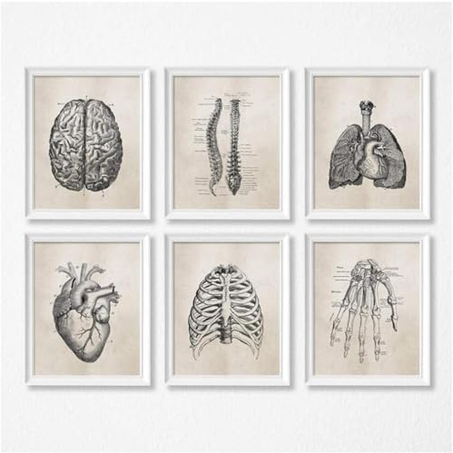YLHKME Menschliche Anatomie Organ Bilder Leinwand Malerei, Vintage Wandbilder Wohnzimmer Schlafzimmer Deko Poster Kunstdrucke,Ohne Rahmen (A-Rahmenlos,6X30X40CM)