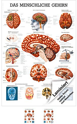 Sport-Tec Das gehirn Lehrtafel Anatomie 100x70 cm medizinische Lehrmittel