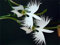 Vista Weltweit Seltene Blume Japanische Radiata Samen Für Garten & Zuhause Pflanzen Weiße Taube Orchideen Samen, 50 Samen/Tasche