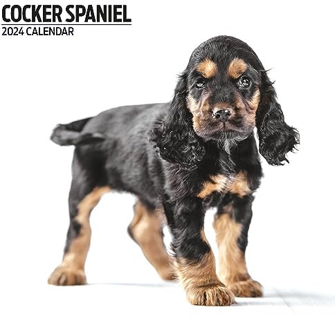 Cocker Spaniel Modern Kalender 2024