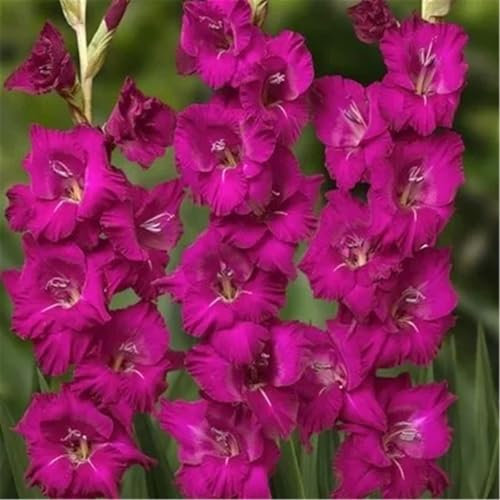 PAKCELL Gladiolen zwiebeln winterhart/Gladiolenknollen - blühen reichhaltig, standhaft im Wind, ein Muss für jeden Gartenliebhaber-3zwiebeln-K