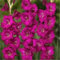 PAKCELL Gladiolen zwiebeln winterhart/Gladiolenknollen - blühen reichhaltig, standhaft im Wind, ein Muss für jeden Gartenliebhaber-3zwiebeln-K