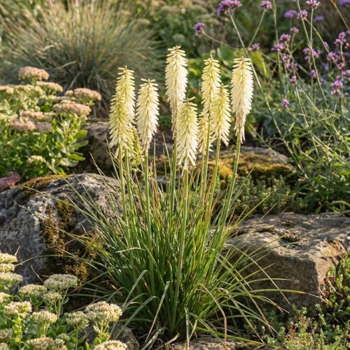 Bloomique - 6er - Set - Kniphofia Little Maid - Fackellilie - Reichblühend - Winterhart - Mehrjährig - Höhe 10-20 cm - Topf 9 cm