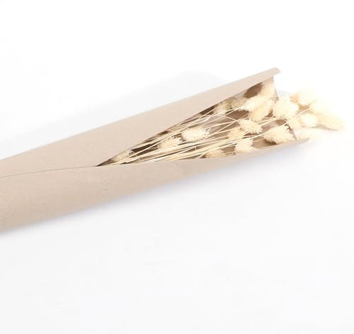 Getrocknetes Phalaris Kanariengras 60-64 cm lang Deko Hochzeit Blumen-Deko Floristik dekorativ Blumenstrauß Trockenblumen (Creme)