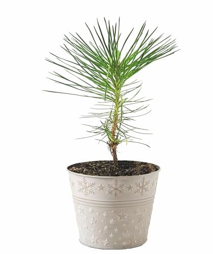 Seedeo Geschenk-Edition Baum im Sternentopf – 2-jährige Jungpflanze Japanische Schwarzkiefer (Pinus thunbergii)