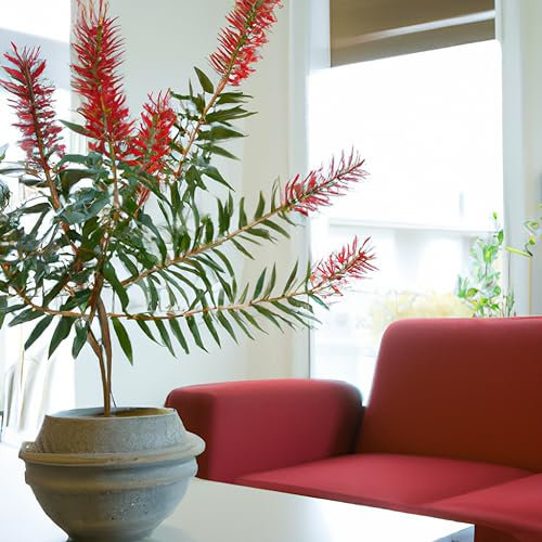 Callistemon Captain Cook 'Bottlebrush' Tropical Houseplant Seeds - 20 Rare Seeds