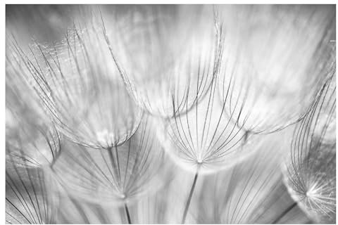 Bilderwelten Fototapete Pusteblume 290cm x 432cm Blumen Schwarz Weiß Blumentapete Vliestapete Tapete Wanddeko Ideen Wohnzimmer Schlafzimmer Küche