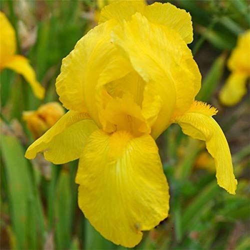 6 x Schwertlilie 'Ola Kala' - Iris Germanica 'Ola Kala': Gelbe Blüten im Sonnenschein.