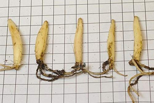 50 bulbes d'ail des ours non traités