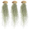 vdvelde.com - Jelly Fish Set - 3 Stück - Quallen - Seeigel mit Tillandsia - - 3 Muscheln mit Luftpflanzen - Ø 10 cm ↥ ca. 35 cm - Inkl. Tillandsia-Spray