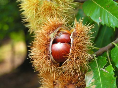 Edelkastanie Castanea sativa Pflanze 90-100cm Esskastanie Maronen Maroni Kastanie
