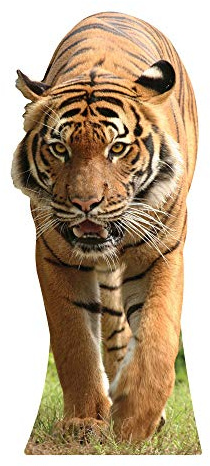 Star Cutouts Cut Out of Tiger