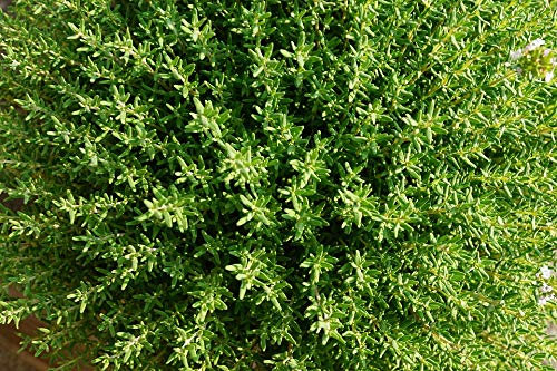 Graines Thym d'hiver - sachet d'environ 1500 graines - Thymus/vulgaris/Lamiaceae - Graines de style