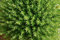 Graines Thym d'hiver - sachet d'environ 1500 graines - Thymus/vulgaris/Lamiaceae - Graines de style