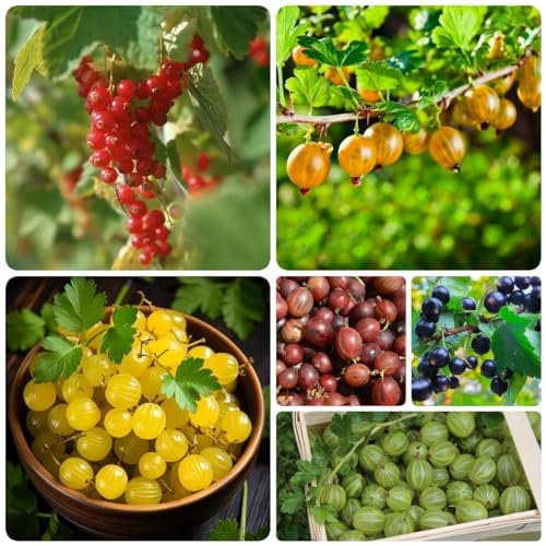 250 pcs stachelbeeren samen - balkonpflanzen winterhart stachelbeere, winterfeste pflanzen für balkon topfpflanzen draußen winterhart bio saatgut frisches obst säulenobst obst frisch