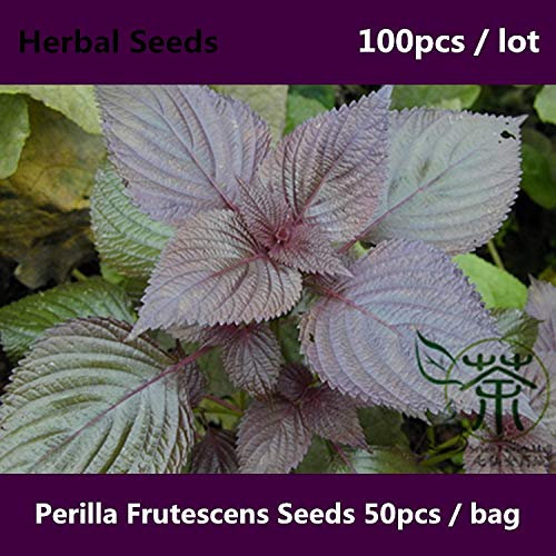 ShopMeeko Seeds:^^Used As An Ornamental Plant Perilla Frutescens ^^^^ 100pcs, Has A Special Aroma Zisu ^^^^, Chinese Basil Beefsk Plant ^^^^