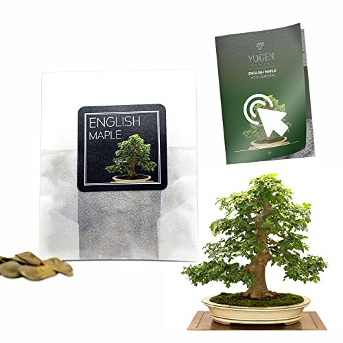 30 English Maple Bonsai Seeds | Acer Campestre | Growing Guide | Grow Your Own Bonsai Tree | Bonsai Beginners and Enthusiasts
