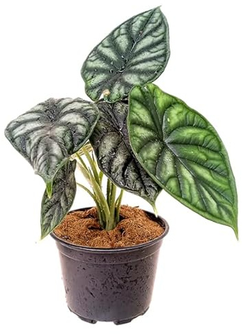 Alocasia Dragon Scale Planta Natural para un Hogar Especial