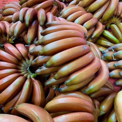 semi resistenti di banano, banana - alberi da frutto colonnari con aiuola rialzata sul balcone acquistare giardino decorazione del 50pcs