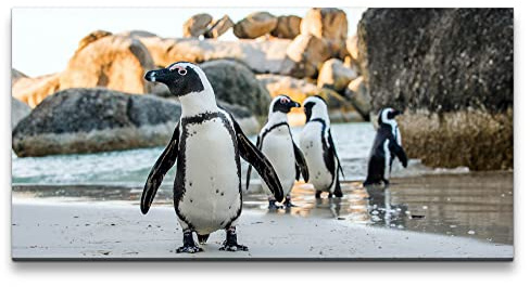 Paul Sinus Leinwandbild 120x60cm Brillenpinguin afrikanische Pinguine Tiere Süß