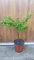 Citrus australasica 'Rouge' greffé sur Volkameriana/Citronnier caviar Rouge/Conteneur de 1 à 1.9 litres/Tigette