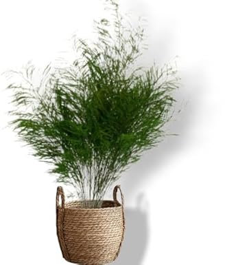 Plante Stabilisée en Pot Tree Fern– Décoration Naturelle sans Entretien – Végétaux Stabilisés Durables – Plante d’Intérieur sans Arrosage