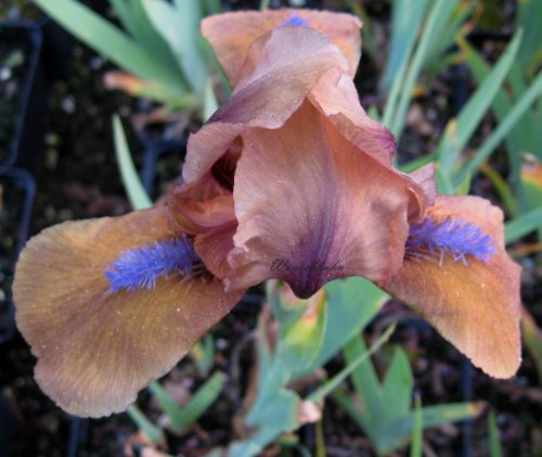 Staudenkulturen Wauschkuhn Iris barbata nana 'Gingerbred Man' - Zwergiris - Staude im 9cm Topf