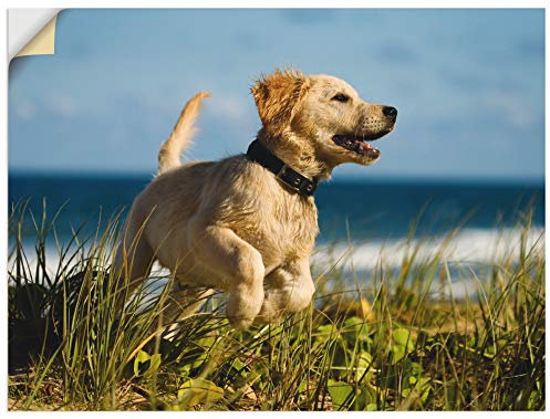 ARTland Wanddeko Wandtattoo selbstklebende Vinylfolie 60x45 cm Hund Tiere Hundebaby Welpe Strand Meer Süß T5VG