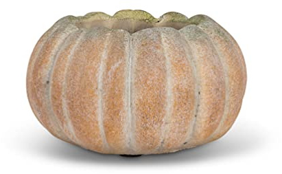 Abbott Collection Kleiner niedriger Kürbis-Pflanzgefäß