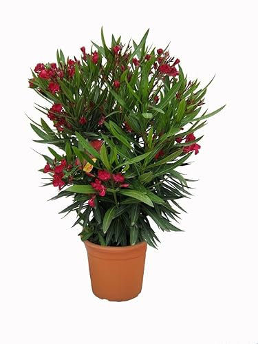 N2 Pianta Oleandro, Nerium Oleander, Piante a cespuglio, Piante da siepe per esterno diametro vaso 22 cm fiori colori casualii (Rosso)