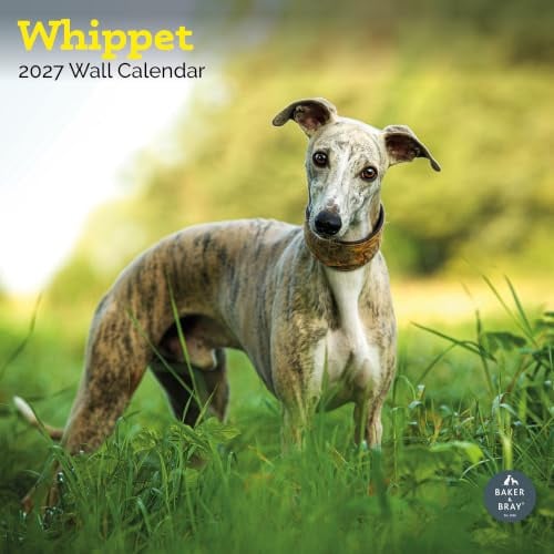 Baker and Bray Whippet Kalender 2026 Großer quadratischer Wandkalender 16 Monate Whippet Geschenk Hundekalender
