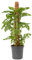 Verdecora Monstera Monkey Leaf Ø16cm con Tutor | Planta Trepadora de Follaje Exótico | Ideal para Decoración de Interiores