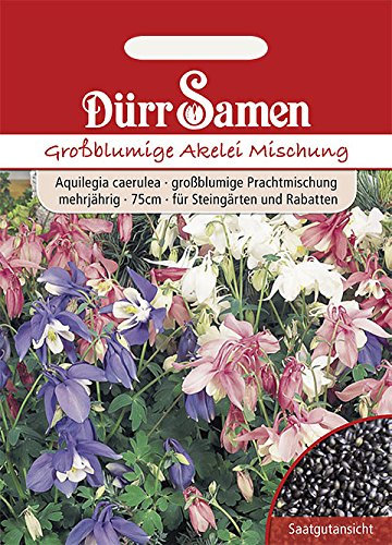 Akelei Aquilegia Großblumige Mischung mehrjährig Höhe 75 cm Samen