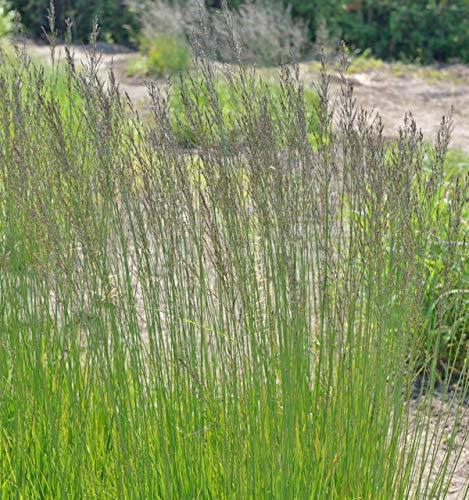 Riesen Pfeifengras Skyracer - großer Topf - Molinia arundinacea - lebende Gartenpflanze aus den Baumschulen