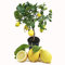 SAVINI VIVAI Pianta di Limone Albero Agrumi Limone Ovale di Sorrento in Vaso da 20 cm Altezza 70 cm 2-3 Anni di innesto Made Italy