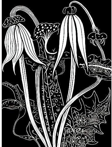 Artery8 Arisaema Flowers Black and White Contour Folk Art Extra Large XL Wall Art Poster Print