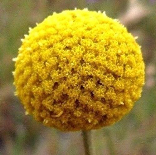 Portal Cool Trommelstock Blume Gelb Craspedia Globosa runde Kugel Kreis Crespedia 30 Samen