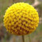 Portal Cool Trommelstock Blume Gelb Craspedia Globosa runde Kugel Kreis Crespedia 30 Samen