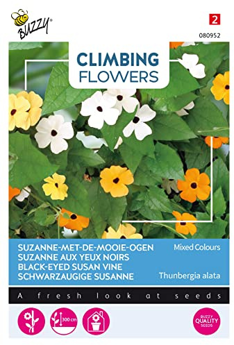 Buzzy Climbing Flowers, Thunbergia Mischung