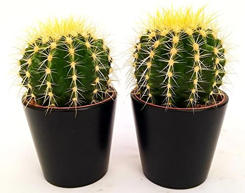 POWERS TO FLOWERS - ECHINOCACTUS GRUSONII, 2 PIANTE, vaso 14cm, cuscino della suocera, pianta vera