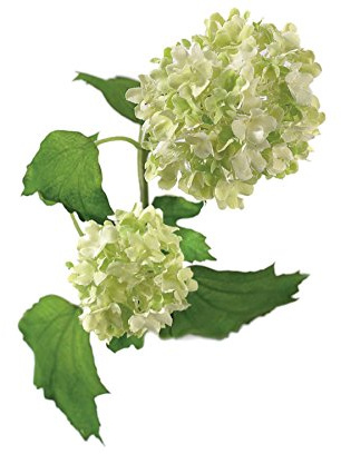 BLOOM Artificial Cream Guelder Single Rose Branch - Faux Silk Flowers That Look Real, Rustic Wedding Flowers & Decorations, Fake Foliage Flower Stem, Indoor Home Decor, Vase Not Included